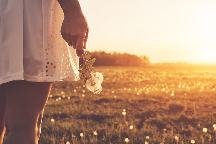 Midsection of woman holding dandelion while standing on field against sky during sunset