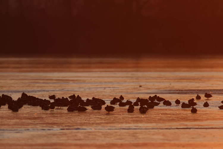 Flock of birds perching on a frozen lake in sunset