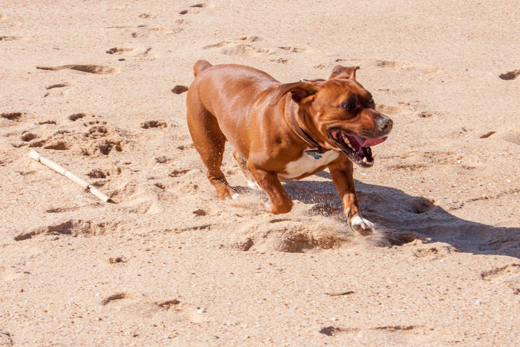 Dog on sand at beach