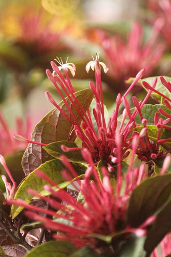 plant