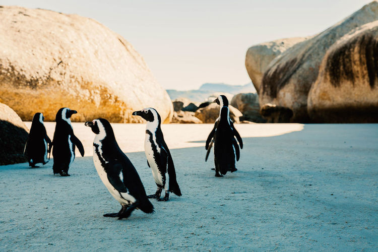 Penguins at beach