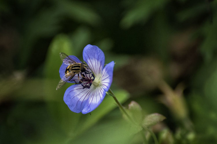 Close-up of insect on purple flower
