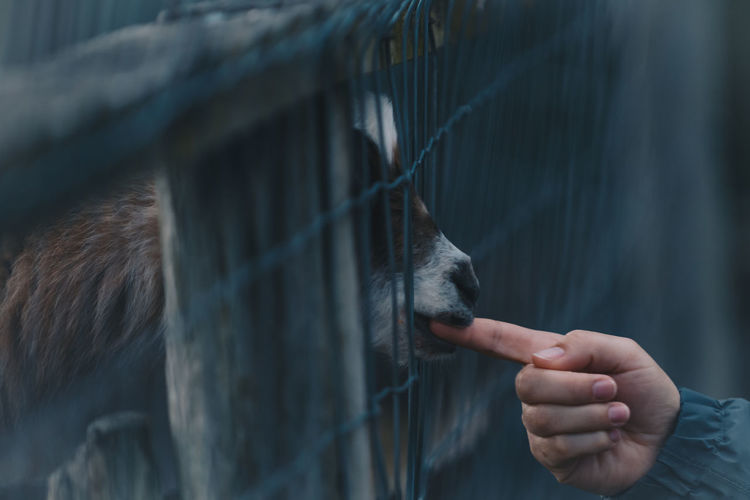 Close-up of woman hand petting goat at zoo