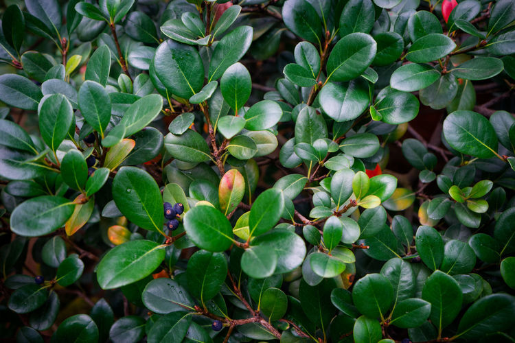 Full frame shot of flowering plants