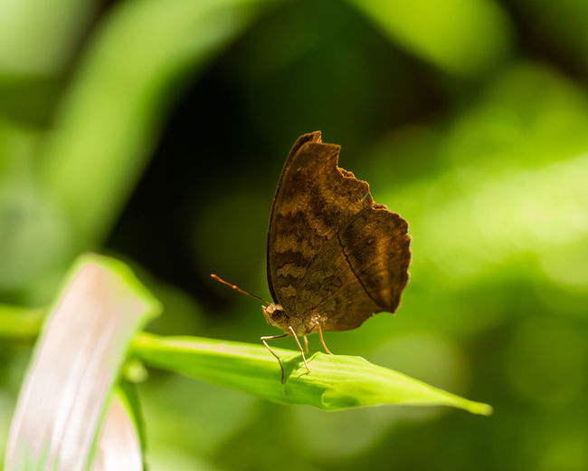 Close-up of butterfly on leaf
