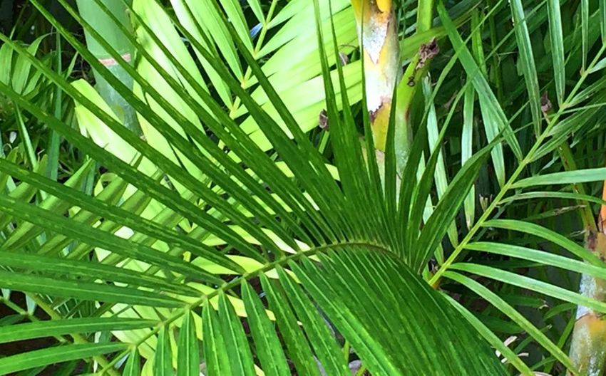 Close-up of palm tree
