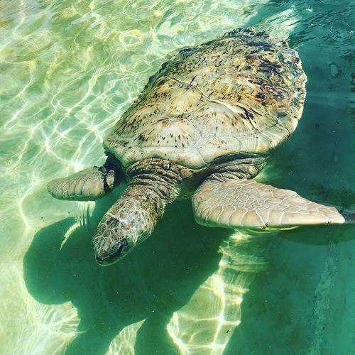 Grand cayman turtle centre