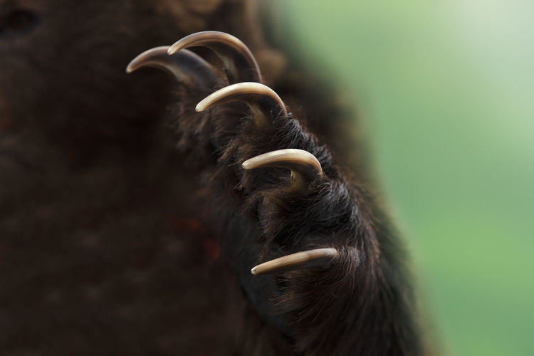 The close up shot of a kamchatka brown bear paw