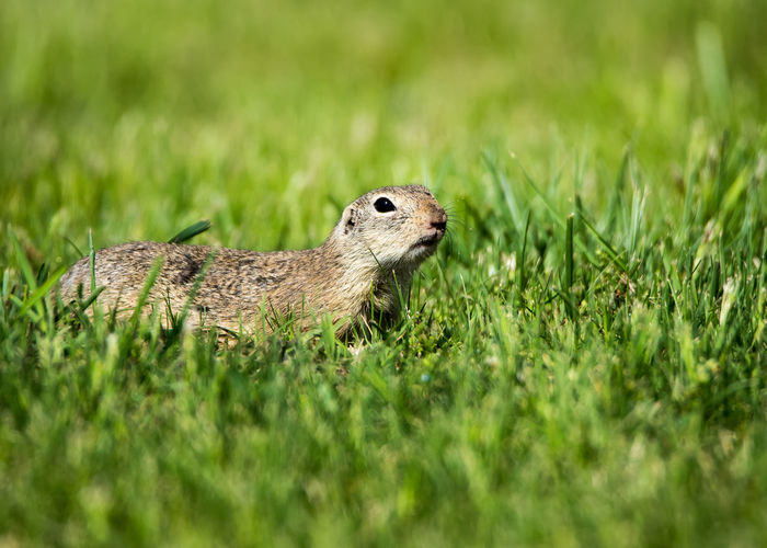 Gopher pictures | Curated Photography on EyeEm