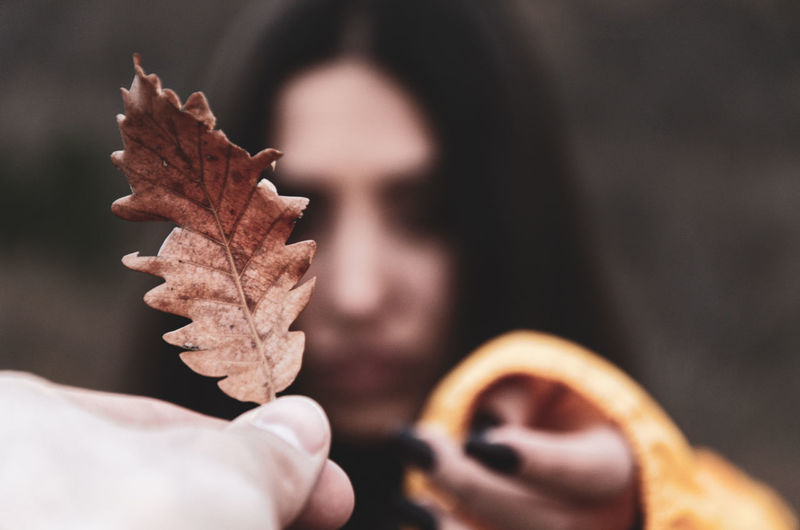 Close-up of hand holding maple leaves