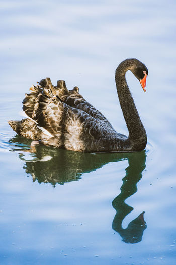 Black swans swimming in lake
