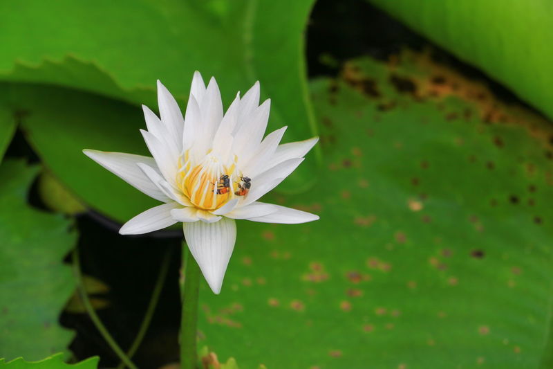 Close-up of white lotus water lily in pond