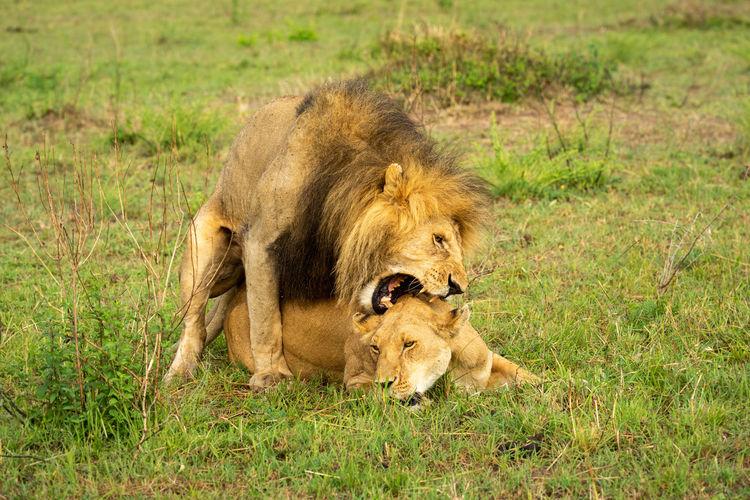 Lion biting neck of female whilst mating