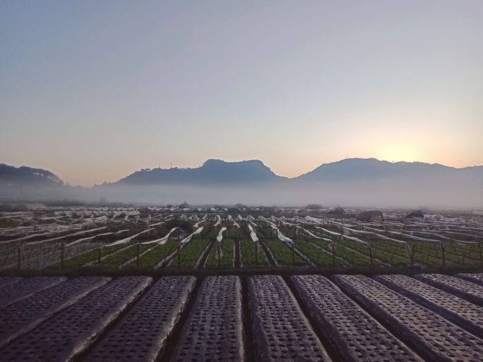 Scenic view of agricultural field against sky during sunrise
