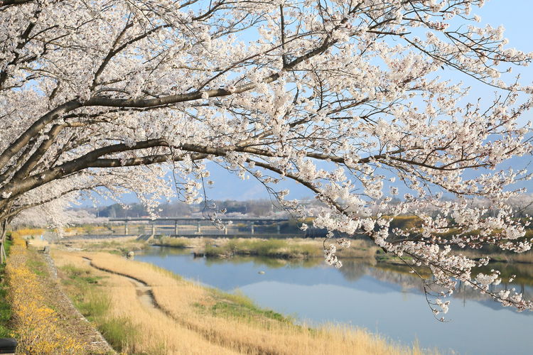 View of cherry blossom from canal