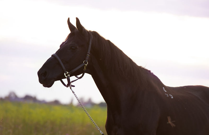 Horse standing on field