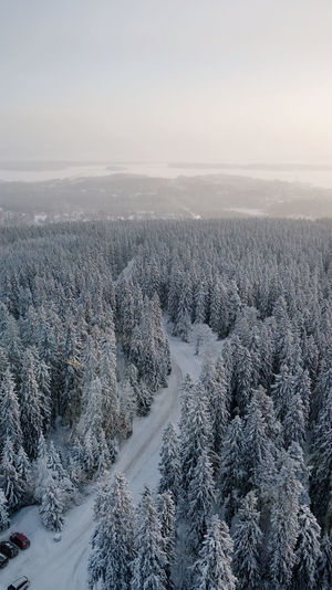 Aerial view of snow covered trees in forest