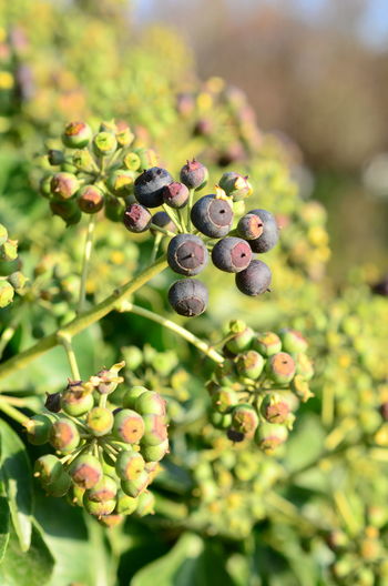 Close-up of berries growing on plant