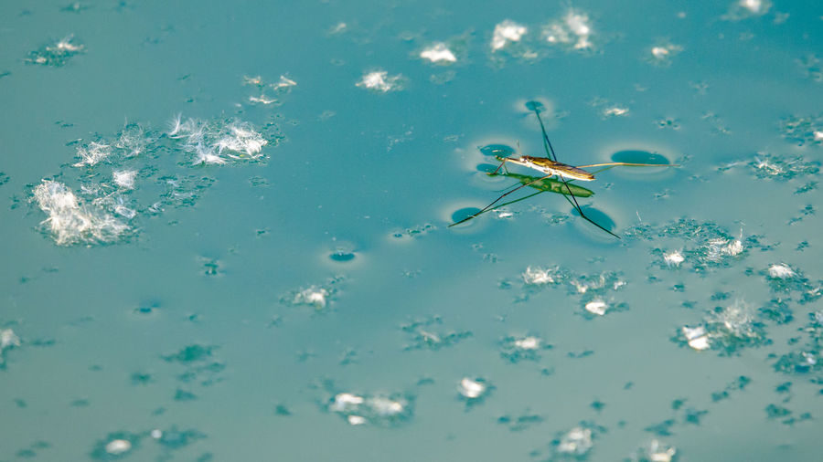 High angle view of insect on water
