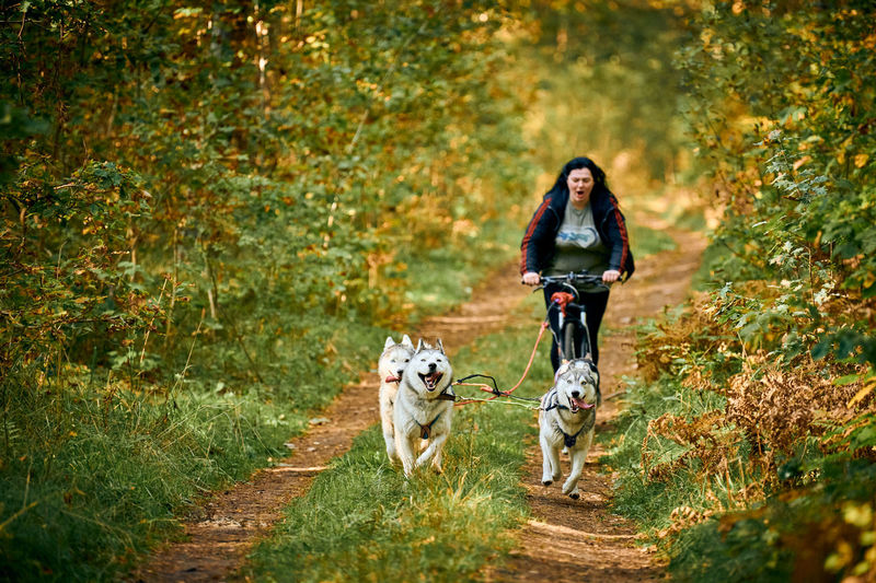 View of dog in forest during autumn
