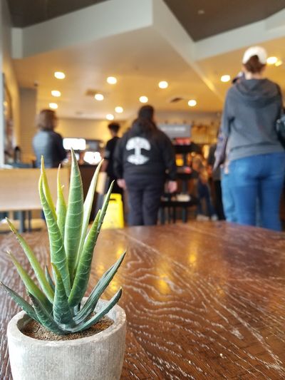 People standing in restaurant with potted plant on table
