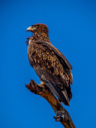 Low angle view of eagle perching on tree against blue sky