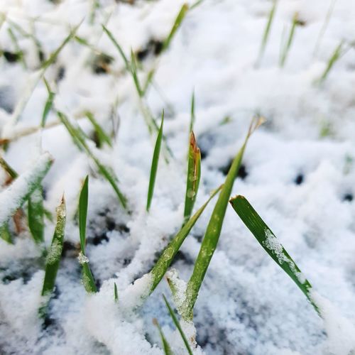 Close-up of frozen plant on snow covered field
