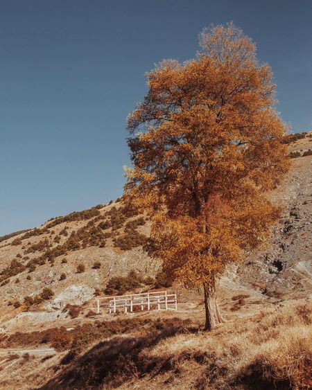 Lonely tree