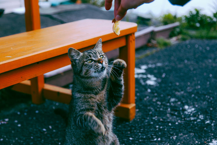 Cropped hand of person giving food to tabby cat on street