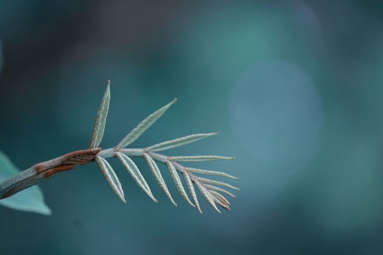 Close-up of plant
