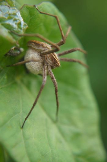 Close-up of spider with cocoon on leaf