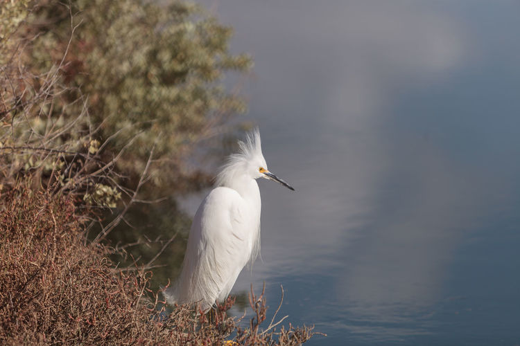 Close-up of snowy egret by lake 