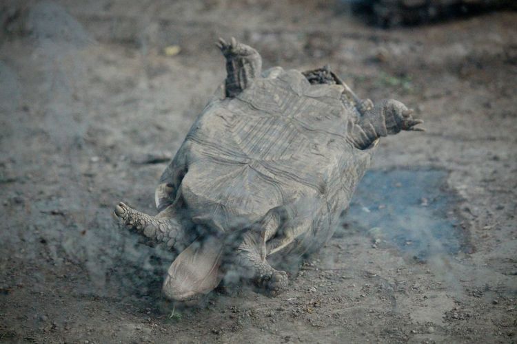 Turtle playing 