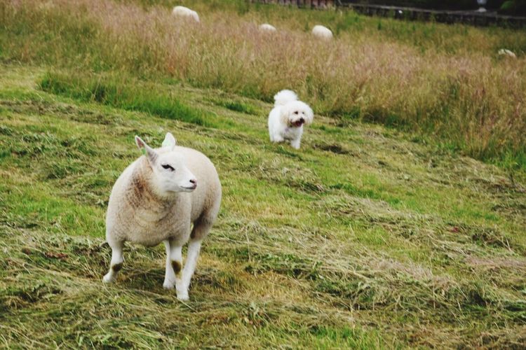 Sheep and bichon frise standing on field