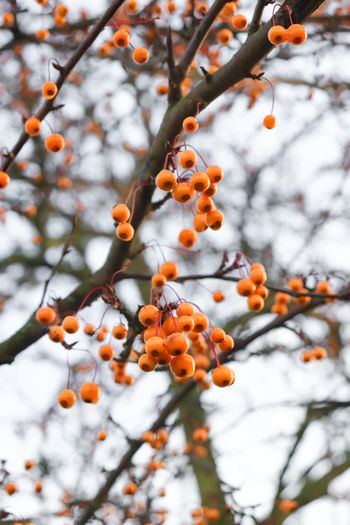 Low angle view of berries growing on tree