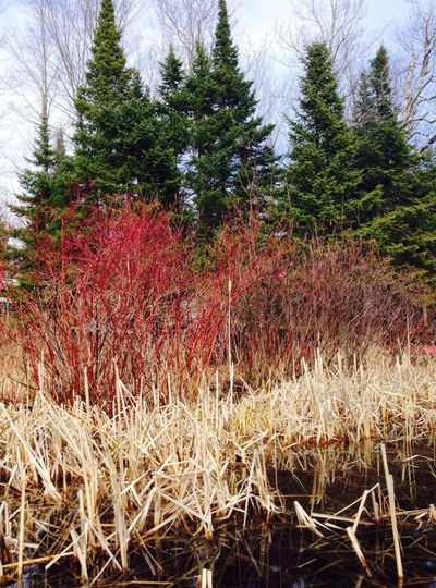 Bare trees in forest