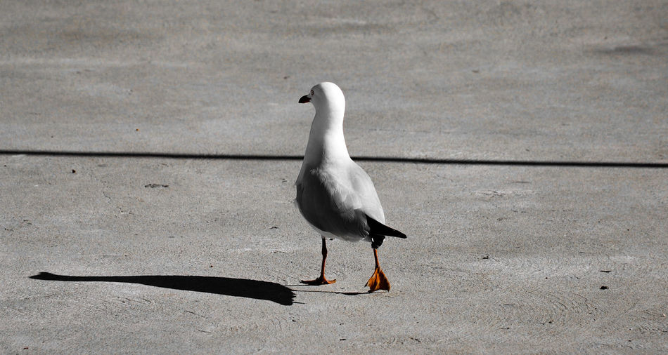 Seagull perching on a beach