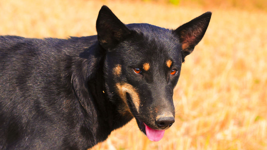 A black dog with red eyes