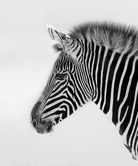 Close-up of zebra over white background