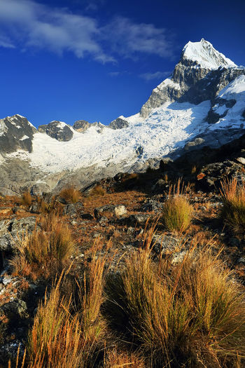 Close-up of dry grass on rocks by snowcapped mountain peak