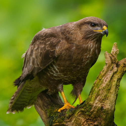 Close-up of a bird perching on tree
