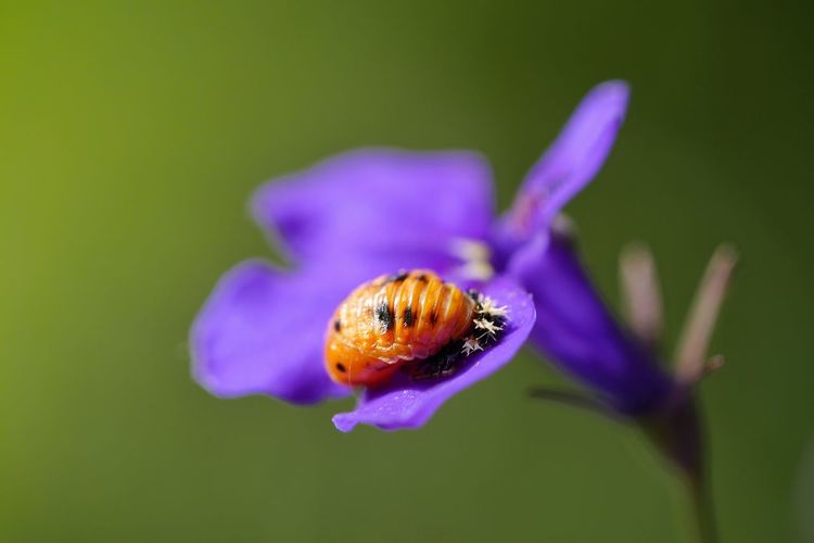 Ladybug larva on purple flower