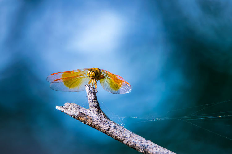 Close-up of dragonfly on dried plant with dramatic background