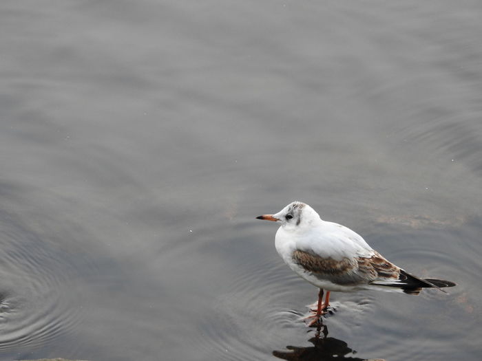High angle view of seagull perching on a river