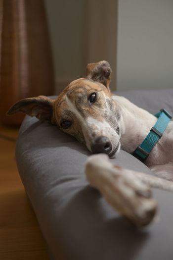 Pet greyhound's big ears flop as she lies on her side in a comfy padded dog bed.