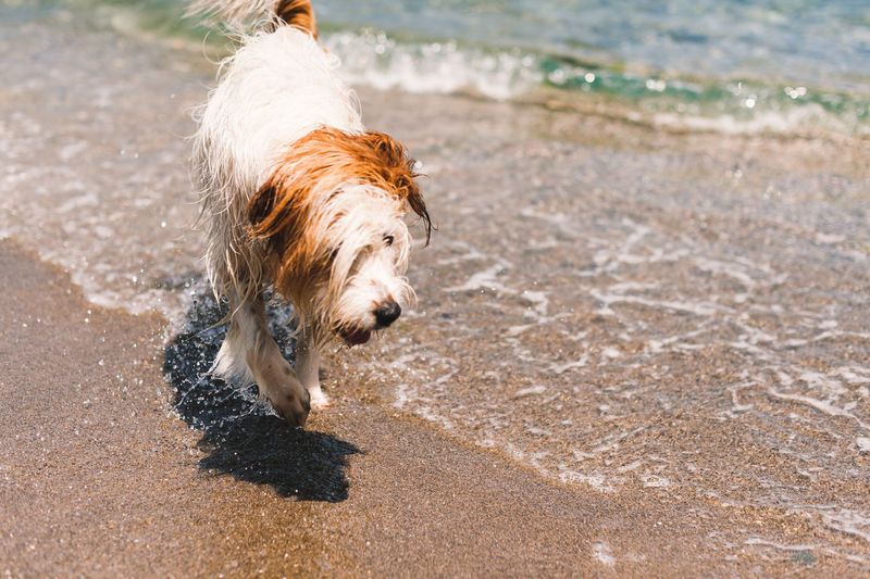 Dog running on wet sand