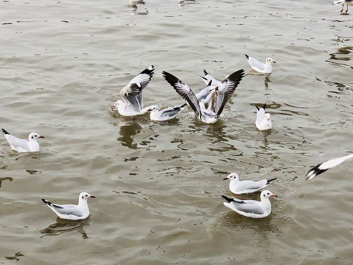High angle view of seagulls swimming in lake