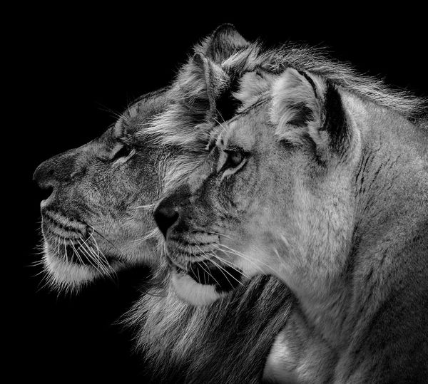 Close-up of lion with lioness against black background