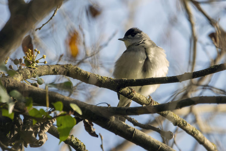 A close-up, low angle view of a black cap perching on branch