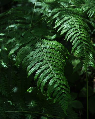 Full frame of ferns